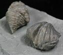 Pair Of Fossil Brachiopods (Platystrophia) - Indiana #25997-1